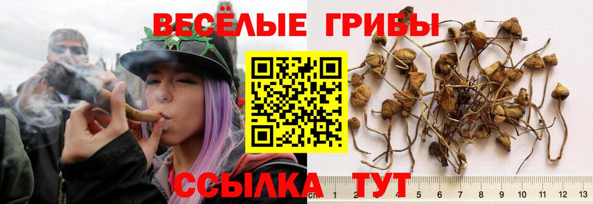 Галлюциногенные грибы Psilocybe Учалы